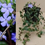 Vinca minor x 30 piantine vaso quadrato 9 cm Vinca minor x 30 piantine vaso quadrato 9 cm
