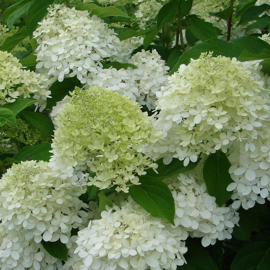Hydrangea paniculata 'Limelight' Hydrangea paniculata 'Limelight'