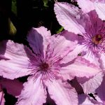 Clematis 'Hagley Hybrid' Clematis 'Hagley Hybrid'