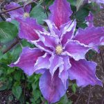 Clematis 'Tartu' Clematis 'Tartu'
