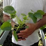 Pilea peperomioides (Pianta delle monete) Pilea peperomioides (Pianta delle monete)