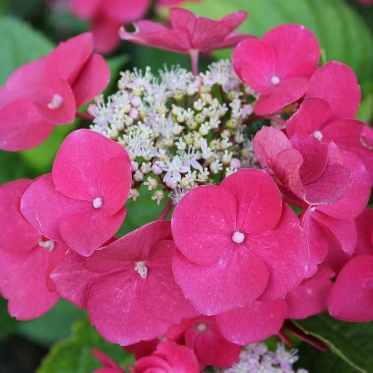 Hydrangea macrophylla 'Teller Red' Hydrangea macrophylla 'Teller Red'