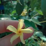 Trachelospermum asiaticum 'Mandaianum' Trachelospermum asiaticum 'Mandaianum'