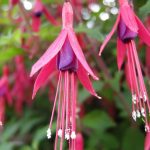 Fuchsia 'Ardenza' Fuchsia 'Ardenza'