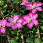Clematis 'Ville de Lyon' Clematis 'Ville de Lyon'