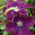 Clematis 'Warszawska Nike' Clematis 'Warszawska Nike'