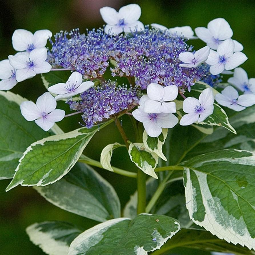 Hydrangea macrophylla 'Teller Variegated' Hydrangea macrophylla 'Teller Variegated'