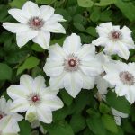 Clematis 'Miss Bateman' Clematis 'Miss Bateman'