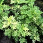 Artemisia vulgaris 'Oriental Limelight' Artemisia vulgaris 'Oriental Limelight'