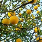 Poncirus Trifoliata (Citrus triptera, arancio trifogliato) Poncirus Trifoliata (Citrus triptera, arancio trifogliato)