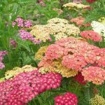 Achillea millefolium 'Summer Pastels' Achillea millefolium 'Summer Pastels'