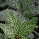 Helleborus x nigercors 'Magic Leaves' Helleborus 'Magic Leaves'