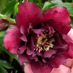 Helleborus 'Double Red' Helleborus 'Double Red'