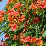 Campsis × tagliabuana 'Madame (Mme) Galen' Campsis × tagliabuana 'Madame (Mme) Galen'
