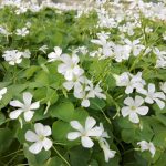 Oxalis articulata "Alba" (sin. O. floribunda, O. crassipes) Oxalis articulata "Alba" (sin. O. floribunda, O. crassipes)