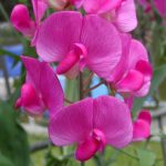 Lathyrus latifolius 'Red Pearl' Lathyrus latifolius