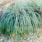Carex flacca 'Buis' Carex flacca 'Buis'