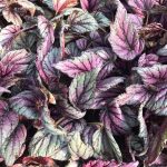 Begonia 'Arctic Breeze' Begonia 'Arctic Breeze'