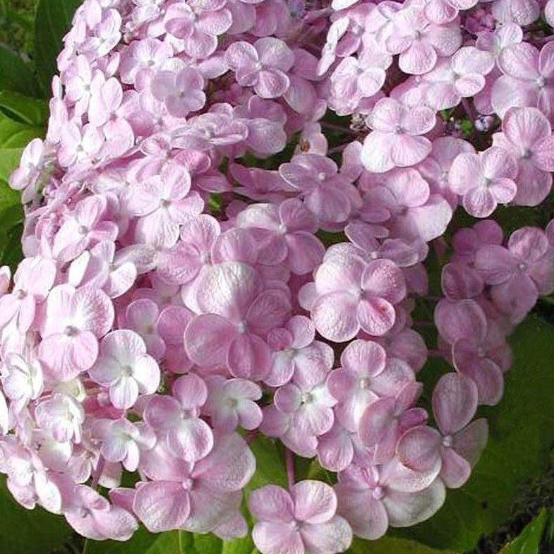 Hydrangea macrophylla 'Trebah Silver' Hydrangea macrophylla 'Trebah Silver'