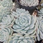 Echeveria derenbergii Echeveria derenbergii