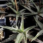 Aloe rauhii Aloe rauhii