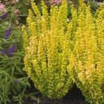 Berberis thunbergii 'Maria,' (sin. "Sunjoy Gold Pillar") Berberis thunbergii 'Maria,' (sin. "Sunjoy Gold Pillar")