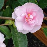 Camellia sasanqua 'Jean May' (camelia invernale) Camellia sasanqua 'Jean May'