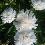 Stokesia laevis 'Divinity' Stokesia laevis 'Divinity'