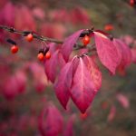 Euonymus alatus 'Compactus' Euonymus alatus 'Compactus'