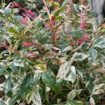 Nandina domestica 'Twilight' Nandina domestica 'Twilight'