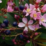 Rhaphiolepis x indica 'Springtime' (sin. Eriobotrya japonica ) Rhaphiolepis x indica 'Springtime' (sin. Eriobotrya japonica )