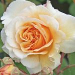 Rosa 'Buff Beauty' Rosa 'Buff Beauty'