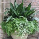 Aspidistra elatior Aspidistra elatior 'Variegata'
