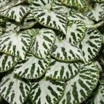 Begonia imperialis Begonia imperialis