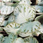 Begonia 'Silver Jewel' Begonia 'Silver Jewel'