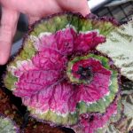 Begonia 'Macarena' Begonia 'Macarena'