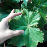 Begonia ricinifolia Begonia ricinifolia