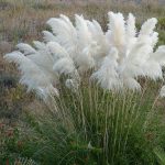 Cortaderia selloana Cortaderia selloana