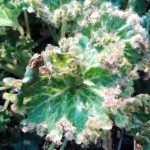 Begonia manicata 'Crispa' Begonia manicata 'Crispa'
