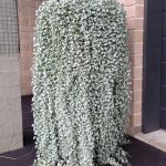 Dichondra argentea 'Silver Falls' Dichondra argentea 'Silver Falls'