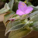 Tradescantia sillamontana Tradescantia sillamontana