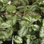 Lamium galeobdolon subsp. montanum 'Florentinum' Lamium galeobdolon subsp. montanum 'Florentinum'