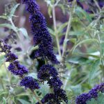 Buddleja davidii 'Black Knight' Buddleja davidii 'Black Knight'