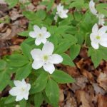 Anemone trifolia Anemone trifolia