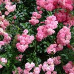 Rosa 'Dorothy Perkins' Rosa 'Dorothy Perkins'