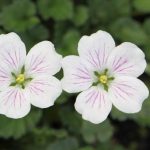 Erodium × variabile 'Album' (sin.Erodium reichardii 'Album') Erodium × variabile 'Album'