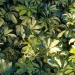 Schefflera arboricola 'Variegata' Schefflera arboricola 'Variegata'