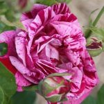 Rosa ‘Ferdinand Pichard’ Rosa ‘Ferdinand Pichard’