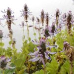 Coleus canina (sin. Plectranthus caninus) Coleus canina (sin. Plectranthus caninus)