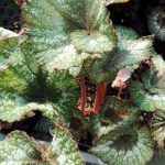 Begonia 'Rohceart' Begonia 'Rohceart'